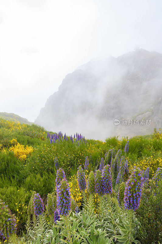 骄傲的马德拉花与云在马德拉岛的山在Pico do ariiro